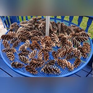 Real Pinecones From Maine - The Pine Tree State -Various sizes, Shades, and Look
